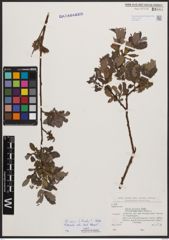 Salix bicolor Ehrh. ex Willd.